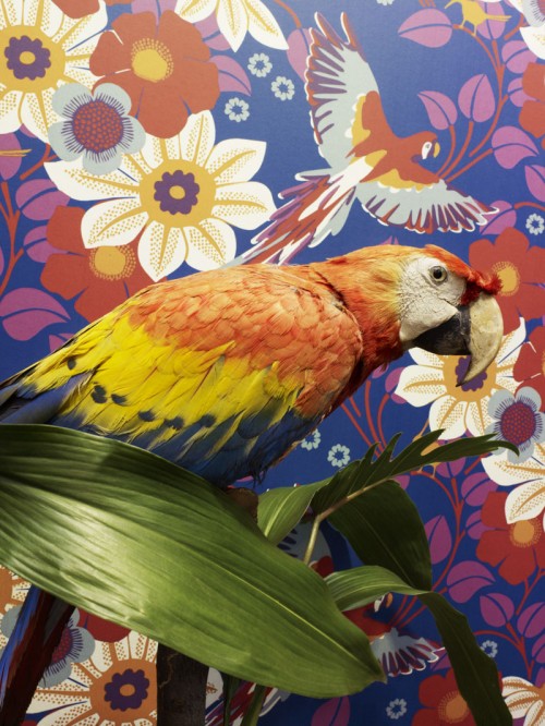 tapet Mönsterformgivaren Hanna Werning är aktuell för Boråstapeter med ny tapetkollektion. (Foto Boråstapeter)