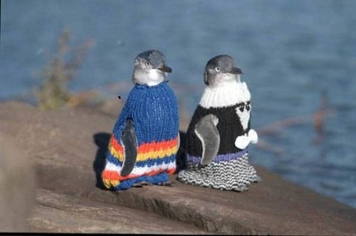 Mängden tröjor som de Nya Zeeländska pingvinerna fick från världens stickare efter höstens oljeutsläpp vet inga gränser! En uppmaning från craftivister på Nya Zeeland att sticka värmande kläder till skadade djur visste till slut inga gränser. (Foto Zickermans)